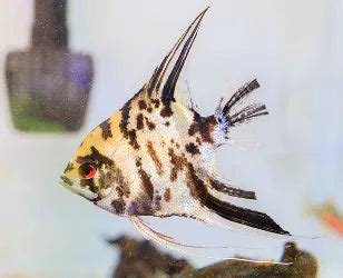 Collections – CK Fishworld.